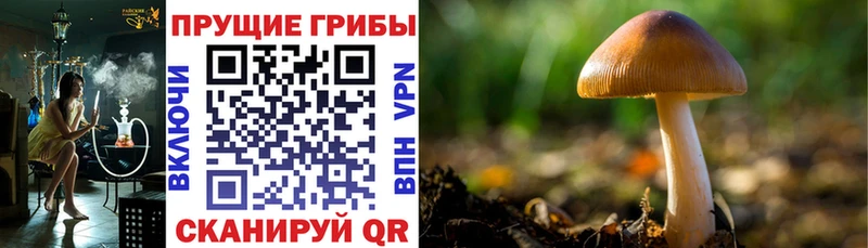 MEGA ССЫЛКА  Радужный  Псилоцибиновые грибы Cubensis 